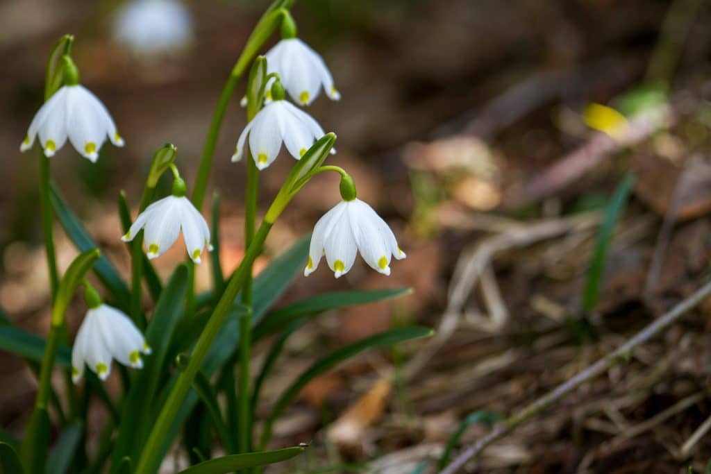 Frühlingsblumenzwiebeln
