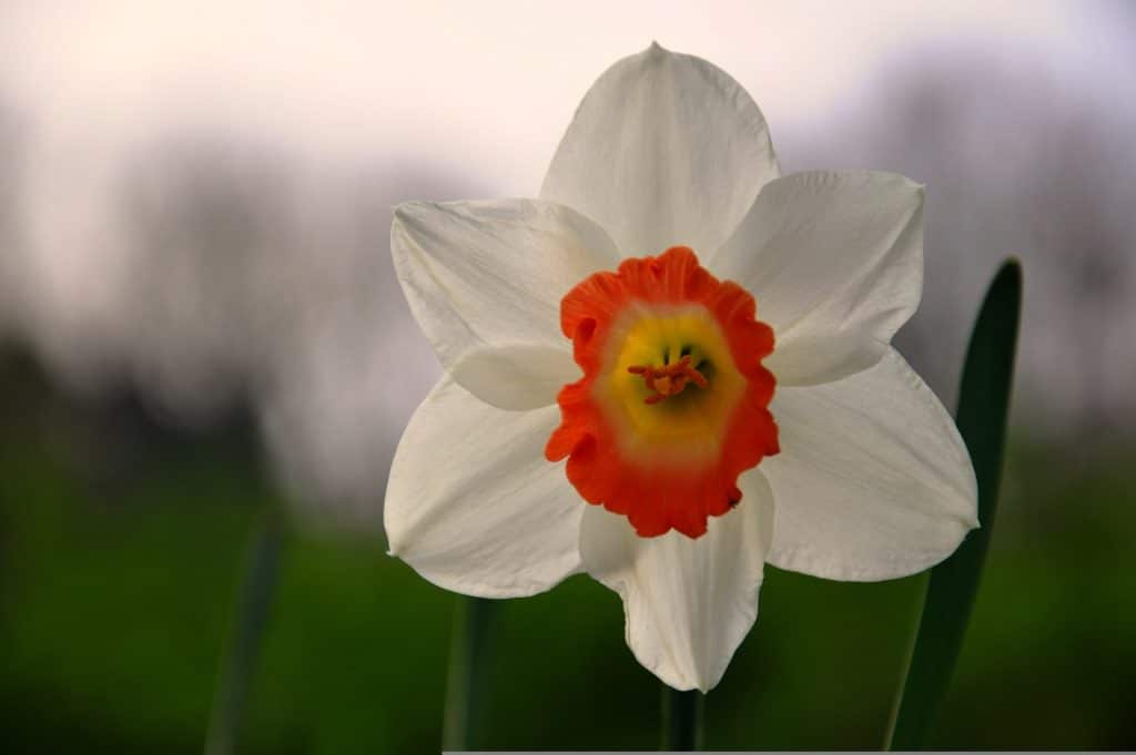 Bunte Blüte mit mehrschichtigen Blütenblättern