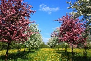 Obstbäume mit Früchten im Garten