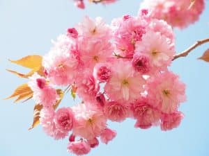 Japanische Kirsche mit rosa Blüten am Zweig