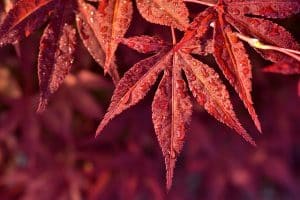 Ahorn mit roten Blättern in Herbstfärbung