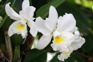 Orchidee Katleja