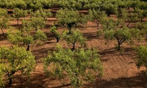 Olivenbäume mit charakteristischen graugrünen Blättern
