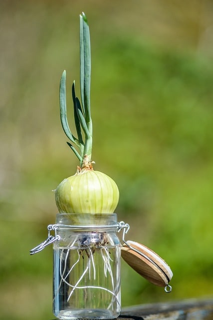 Zwiebelbewurzelung