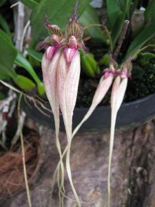 Orchidee Bulbophyllum longissimum