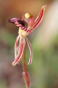 Orchidee Caladenia caimsiana