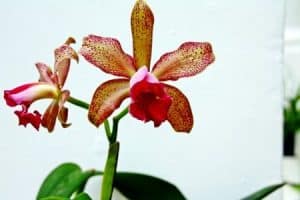 Orchidee Cattleya zweifarbig
