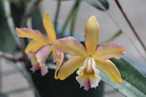 Orchidee Cattleya luteola