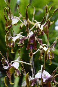 Orchidee Dendrobium taurinum
