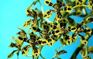 Orchidee Grammatophyllum speciosum