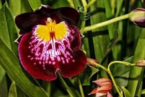 Miltonia-Orchidee