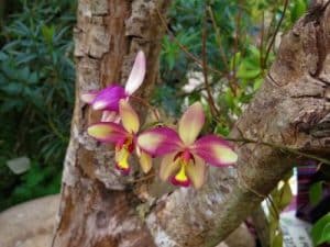 Orchidee Spathoglottis plicata