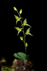Orchidee Specklinia grobyi