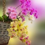 Orchidee in einem Hängetopf