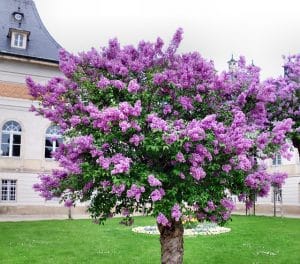 Blütenblätter des Flieders mit blauvioletten Blüten