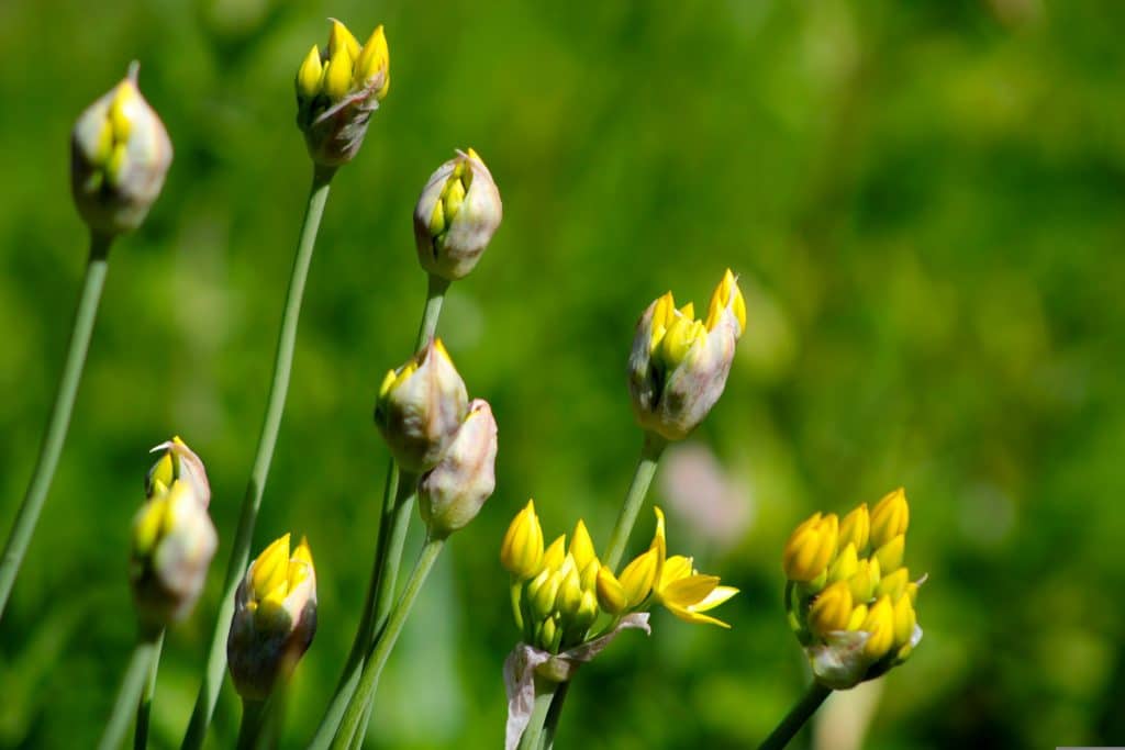 Blüten des Zierknoblauchs mit kugelförmigen violetten Blütenständen