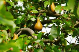 Birnbaum mit reifen goldenen Früchten am Ast