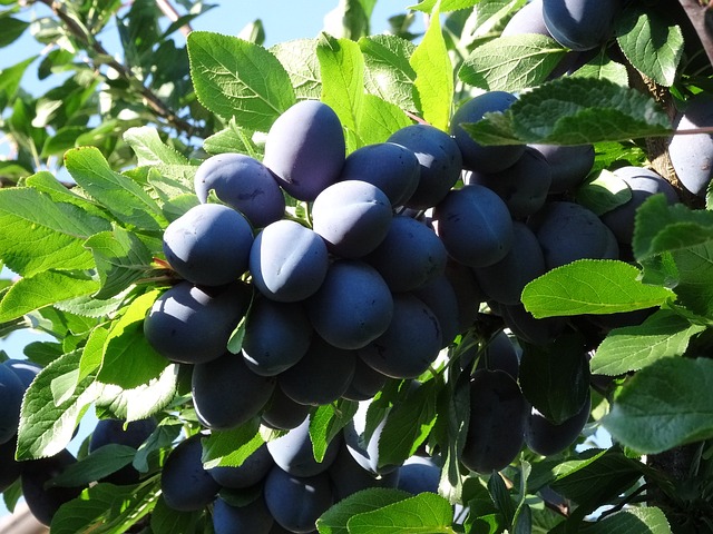 Pflaumen