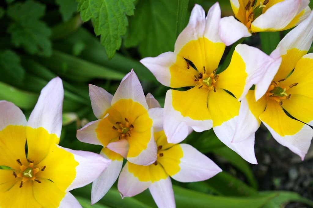 Tulpenblüten in rosa und roten Farbtönen