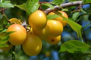 Gelbe Pflaumen auf einem Ast mit Blättern