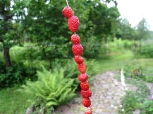 Wilde Erdbeeren aufgereiht auf einem Grashalm