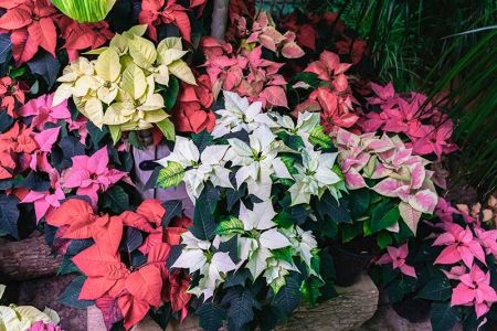 Schöne Weihnachtssterne in Rot, Rosa und Weiß