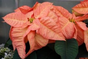 Christrose - CINNAMON-STAR