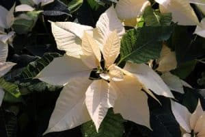 Christrose - CLASSIC-WHITE
