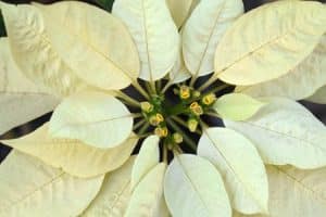Christrose - FREEDOM-WHITE