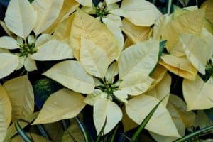 Christrose - GOLDEN-GLO