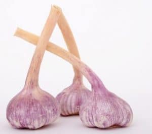 Herbst-Knoblauch Steckzwiebel