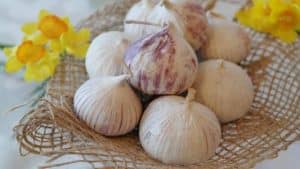 Frühlingsknoblauch (weichhaliger Knoblauch)