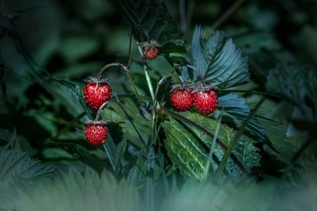 Walderdbeeren
