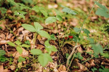 Walderdbeeren