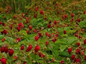 Reich geerntete Walderdbeeren