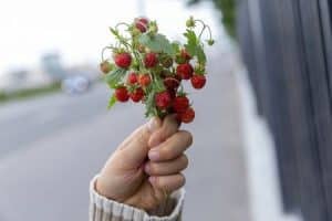 Walderdbeeren im Blumenstrauß