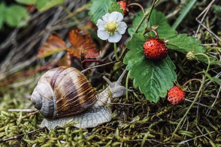 Walderdbeeren mit Nacktschnecke