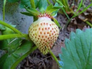 Weiße Gartenerdbeere