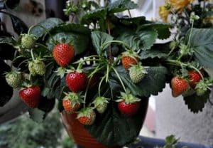überhängende Erdbeeren in einem Blumentopf