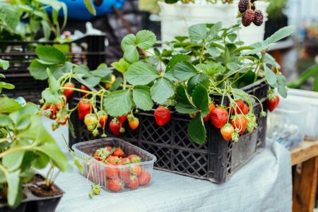 Erdbeeren in einer Kiste