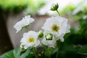 Setzling der Gartenerdbeere in einem Blumentopf