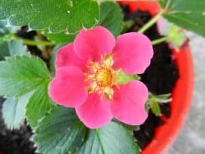 Blühende Ziererdbeere in einem Blumentopf