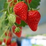 geerntete Erdbeeren in einem Becher