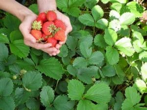 Gartenerdbeeren - reife Früchte in den Händen