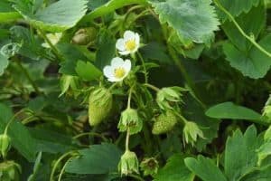 Gartenerdbeeren - Blumen und unreife Früchte