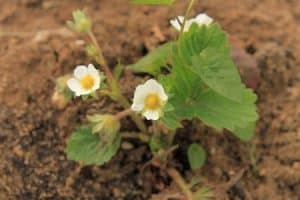 Blühende Gartenerdbeeren