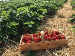 Gartenerdbeeren - reife Früchte in einem Korb