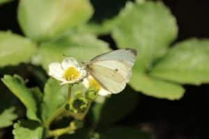 Gartenerdbeeren und ein Schmetterling