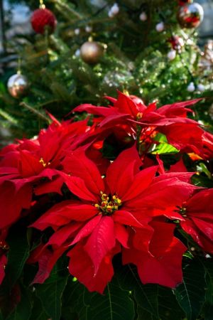 Anwendung des Düngers auf die Blüten der Weihnachtsrosen
