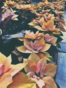 Christrose
